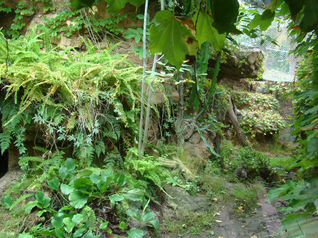 Ocelot exhibit at the Los Angeles Zoo