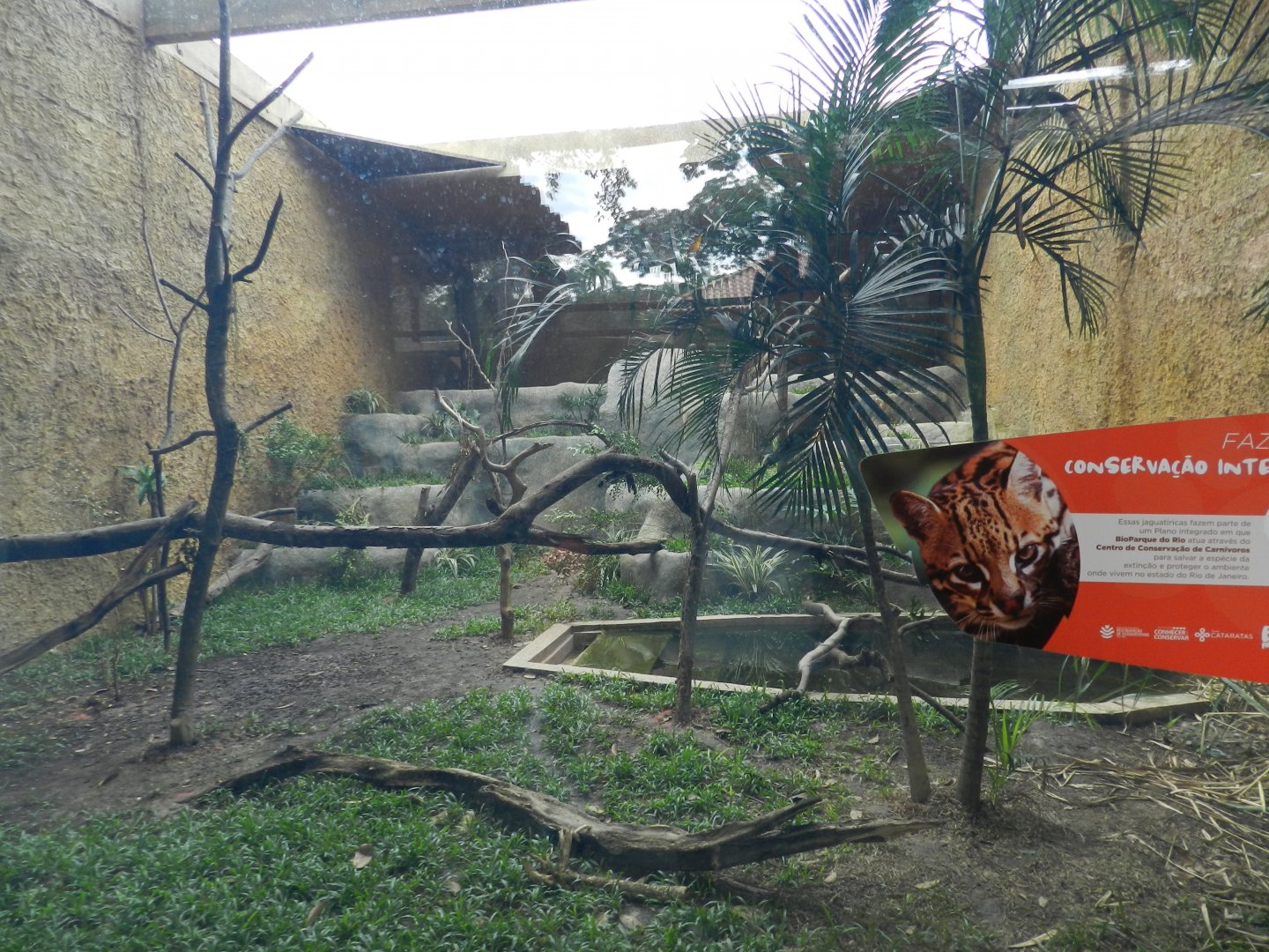 Ocelot exhibit - BioParque do Rio