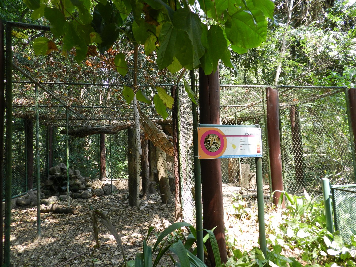 Ocelot exhibit - Campinas zoo (BDJ)