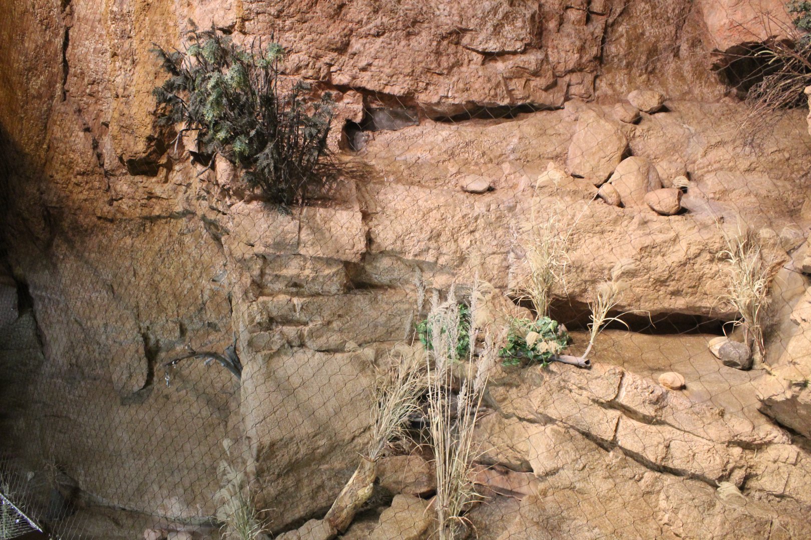 Ocelot Exhibit - Deserts Edge