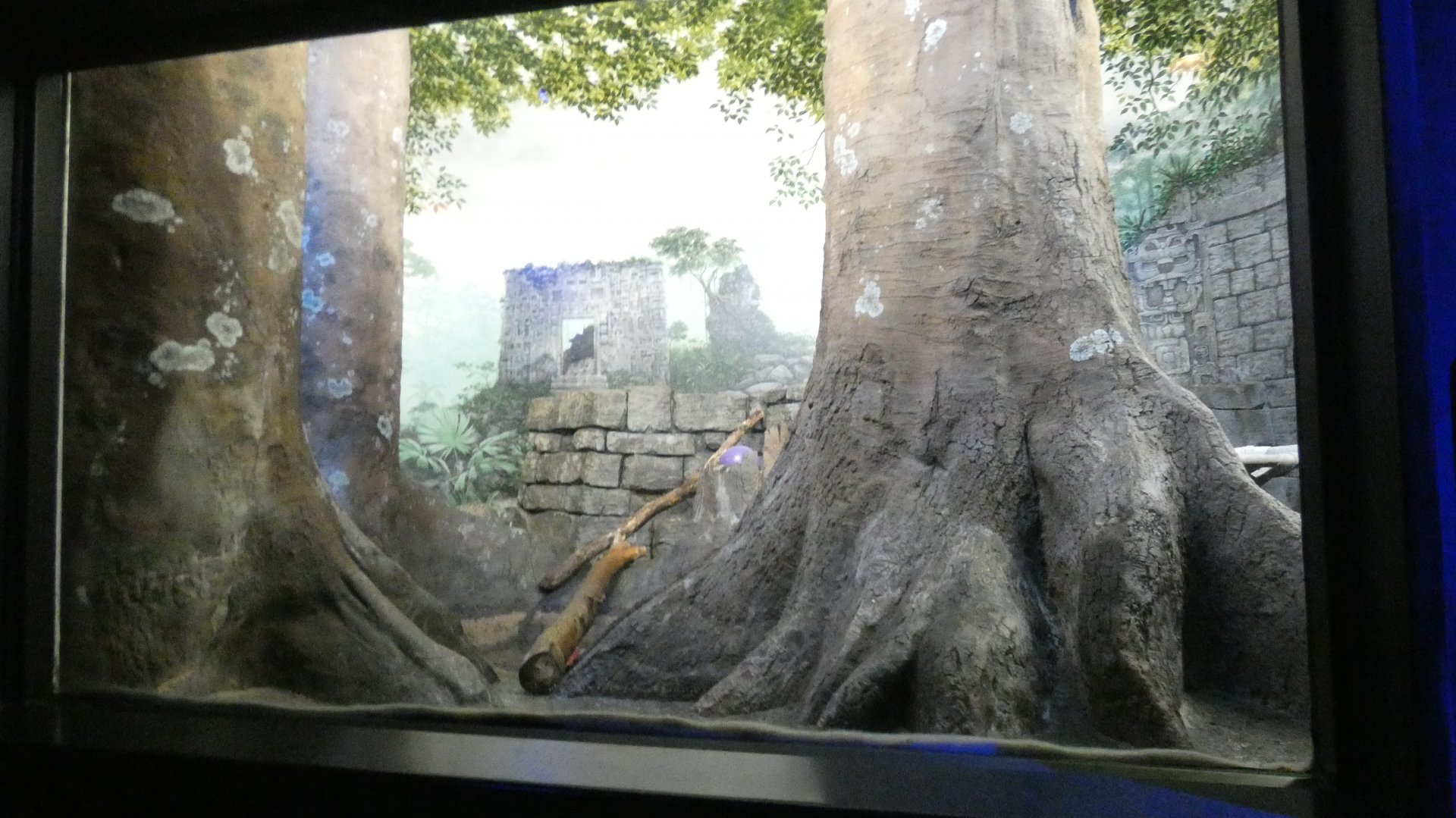 Ocelot Exhibit, Night Hunters - Aug. 2021