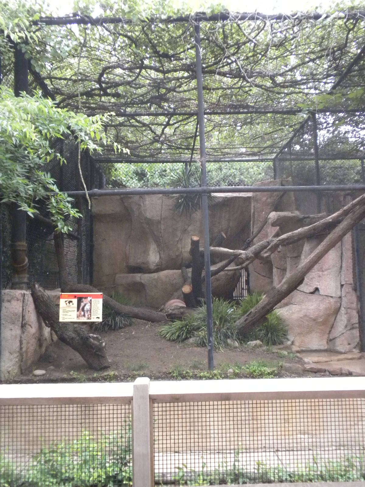 Ocelot Exhibit on Cat Row