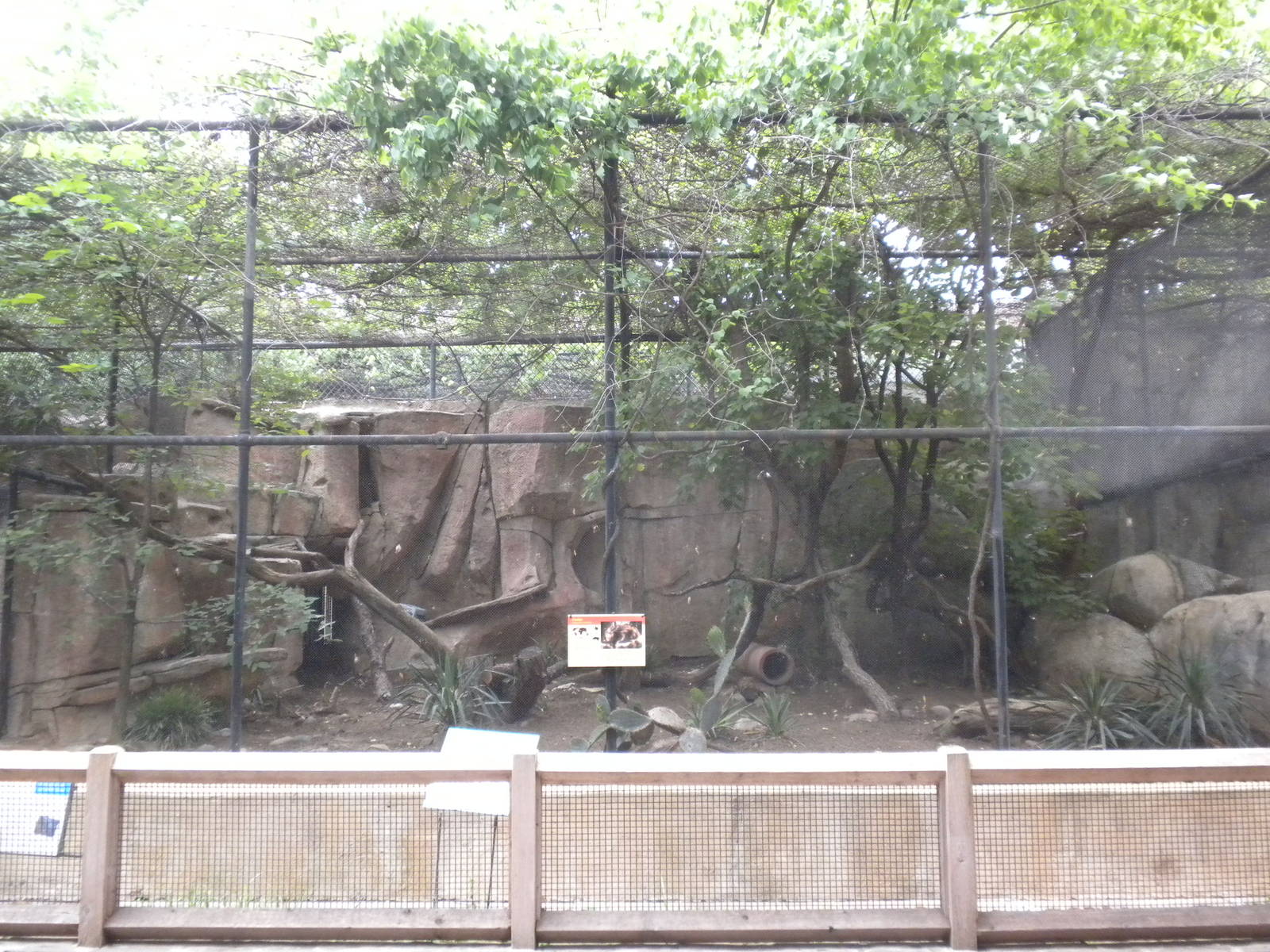 Ocelot exhibit on Cat Row