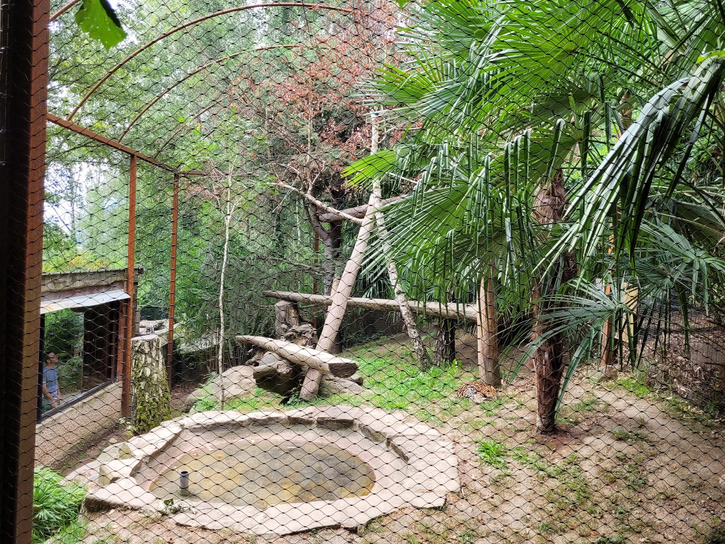 Ocelot exhibit -Parc Animalier des Pyrénées (2023)