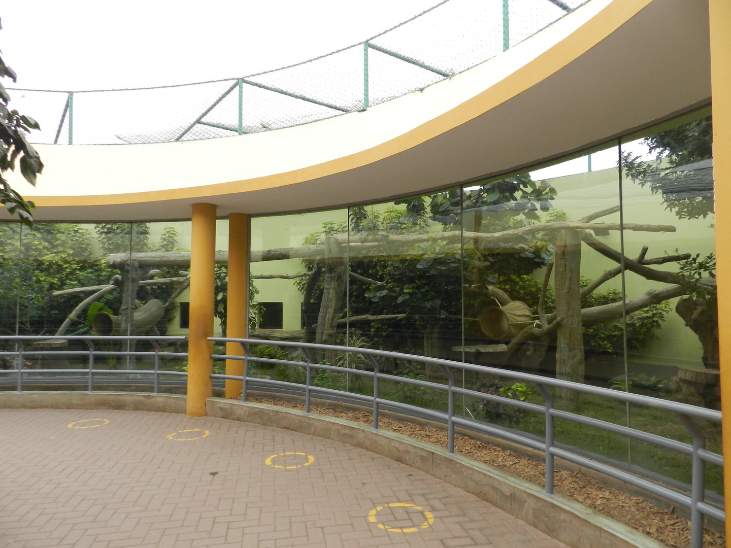 Ocelot exhibit - Parque de Las Leyendas