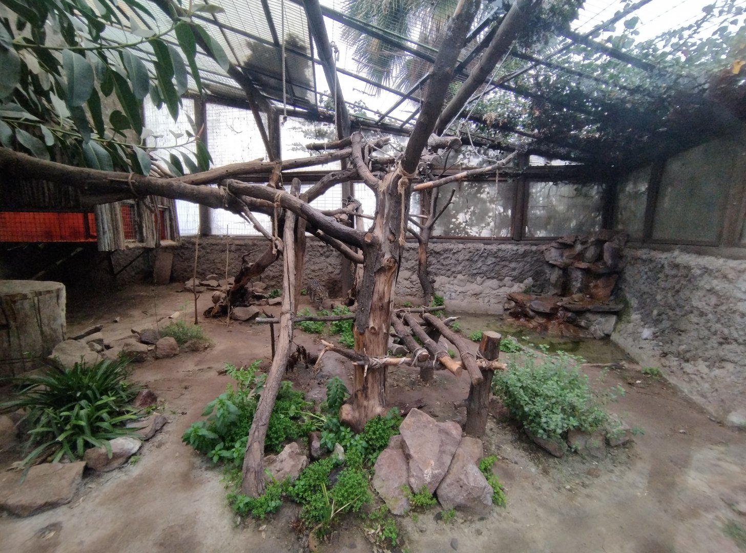 Ocelot exhibit - Santiago Zoo (Zoologico nacional)