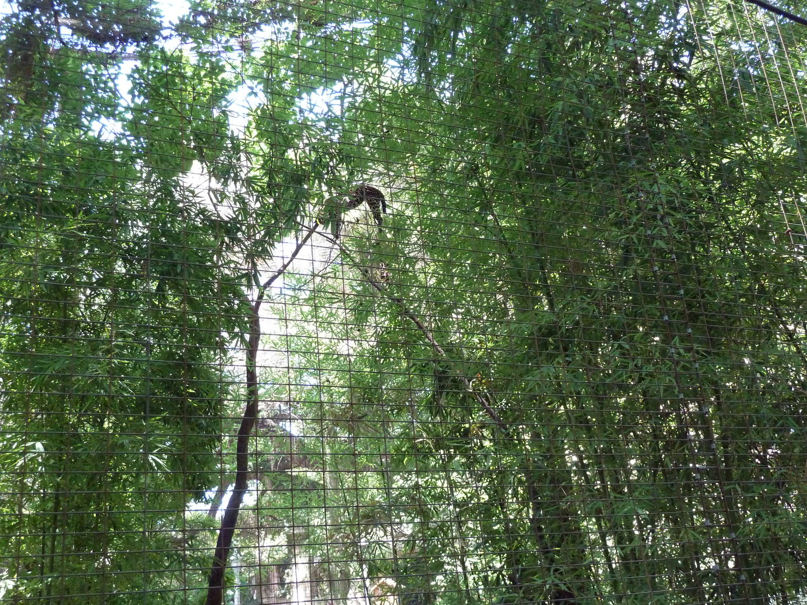 Ocelot Exhibit - See The Cat?