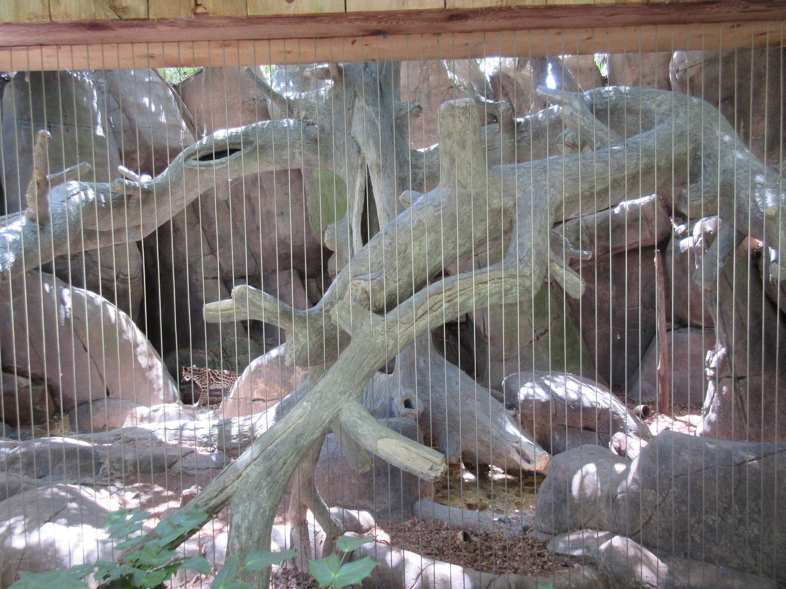 Ocelot Exhibit - see the cat?