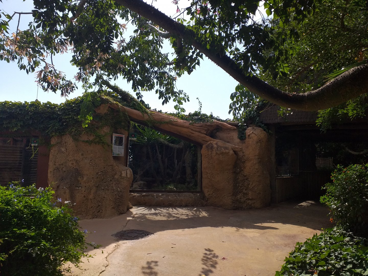 Ocelot exhibit -TerraNatura Benidorm (2021)