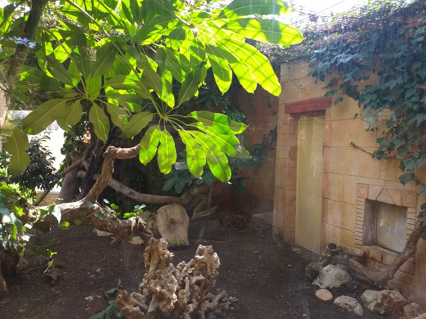 Ocelot exhibit -TerraNatura Benidorm (2021)