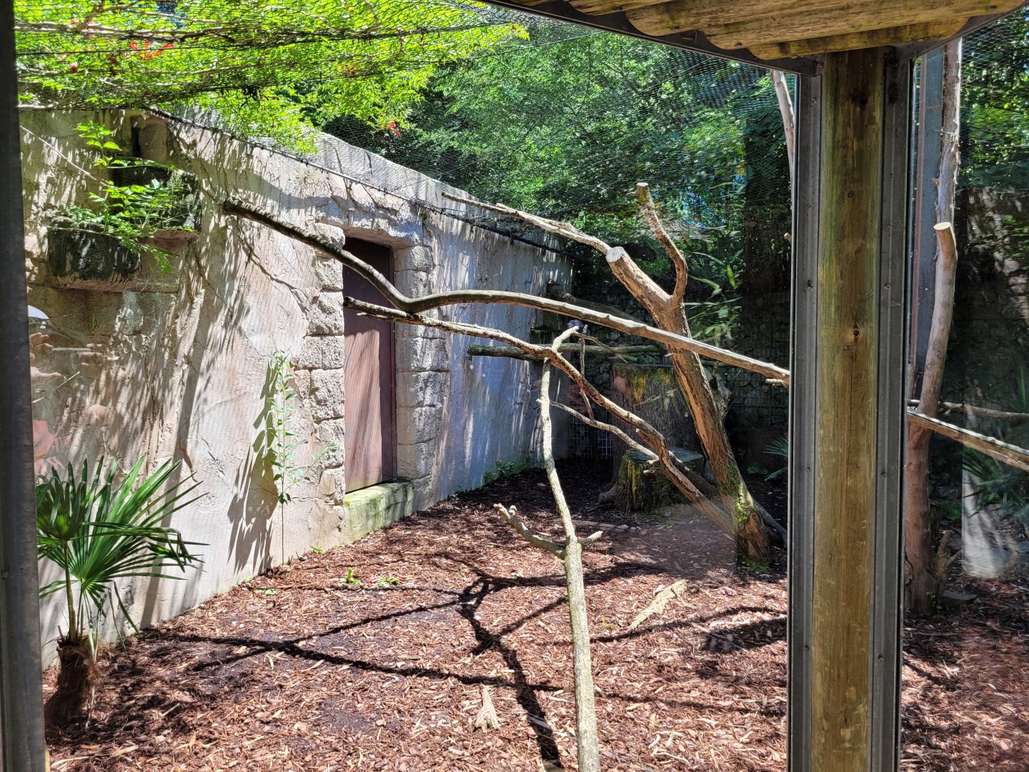 Ocelot exhibit -Zoo d'Asson (2022)