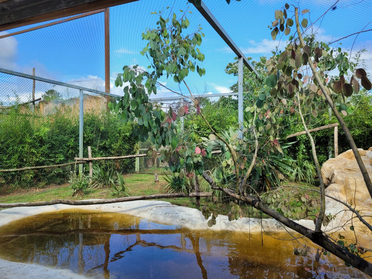 Ocelot exhibit -Zoo du bassin d'Arcachon (2024)