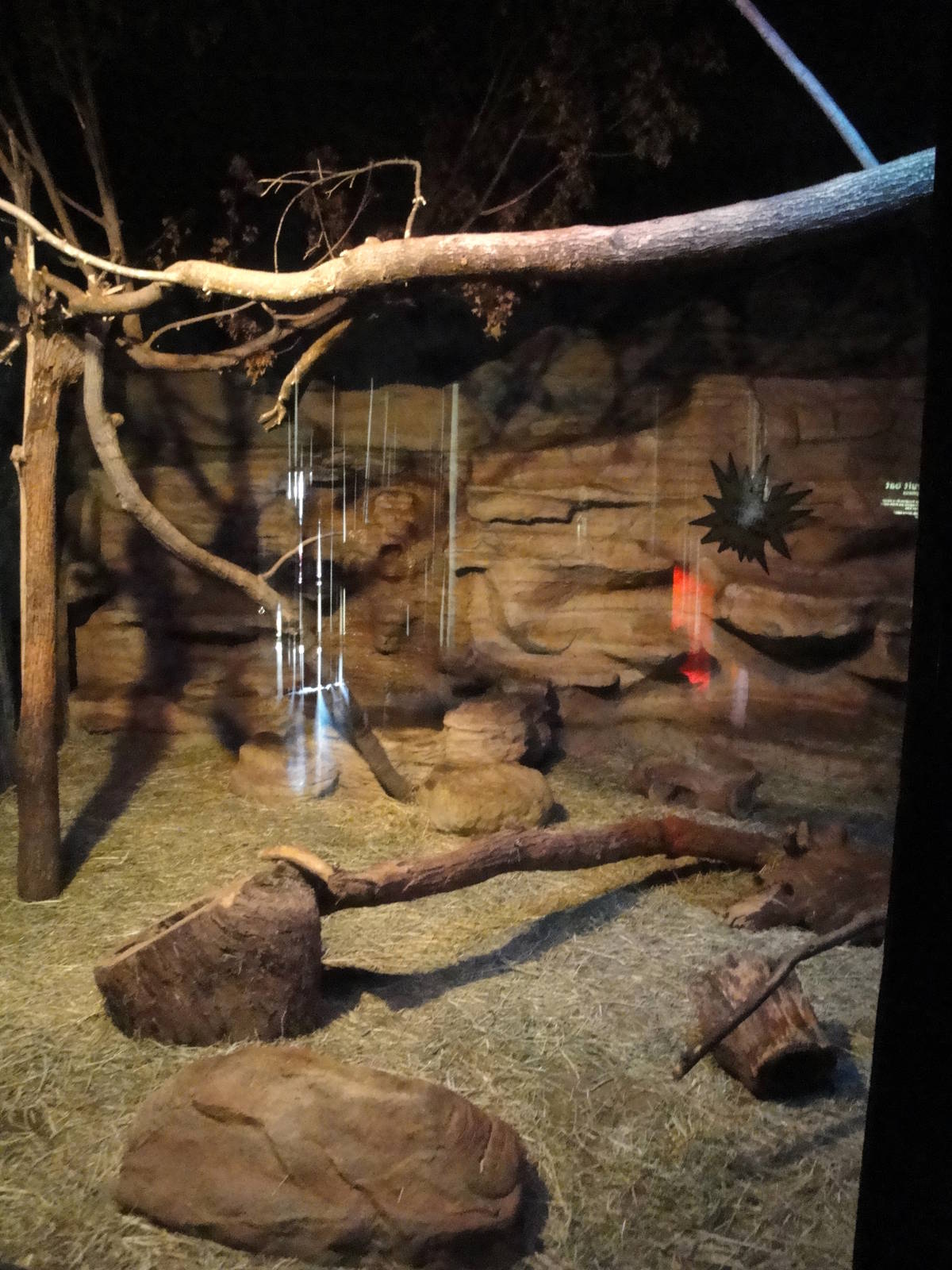 Ocelot Exhibit