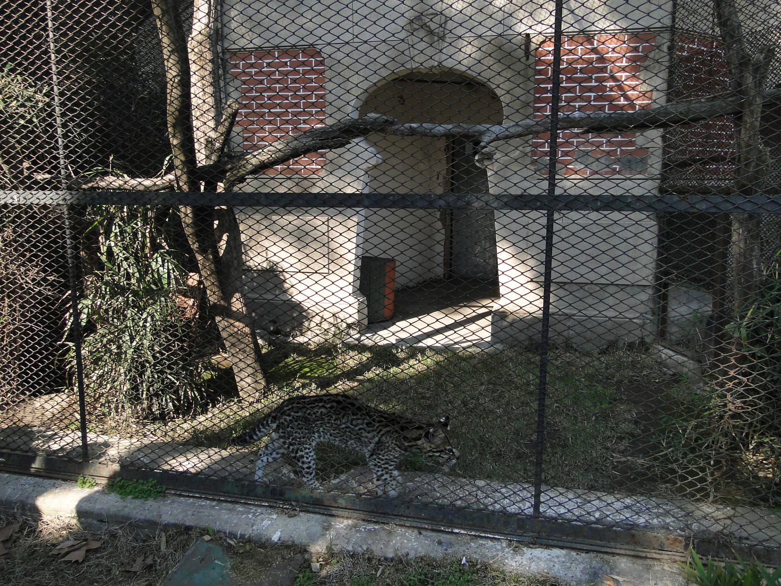Ocelot exhibit