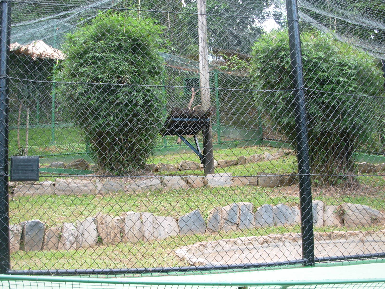 Ocelot Exhibit