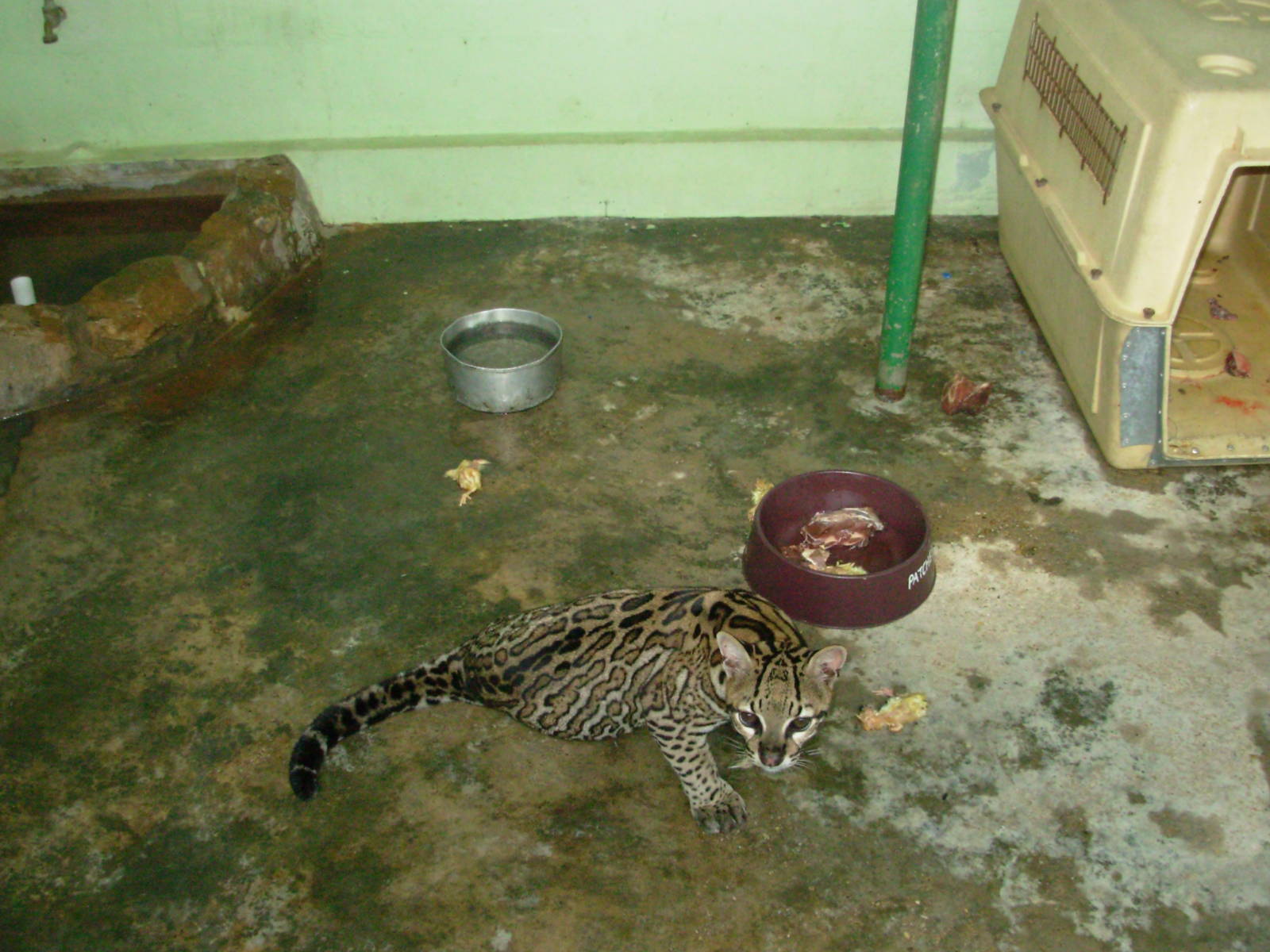 Ocelot Exhibit