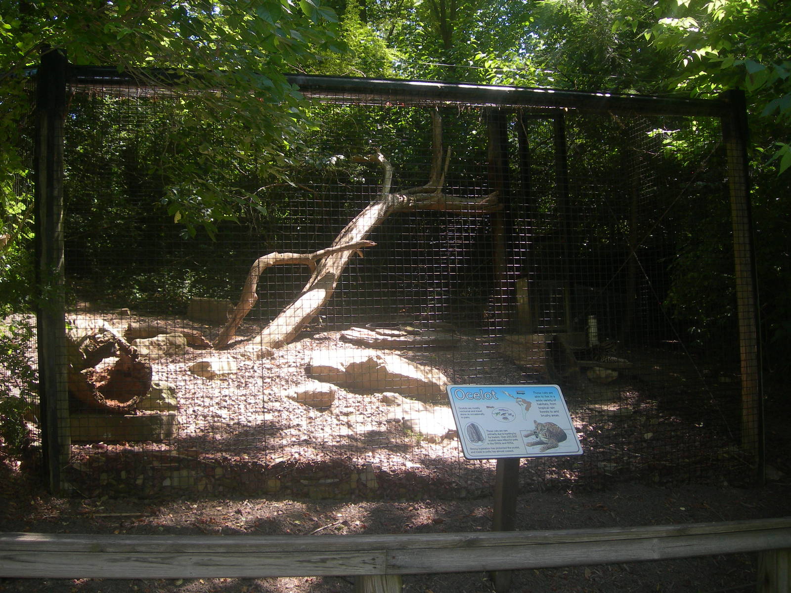Ocelot Exhibit