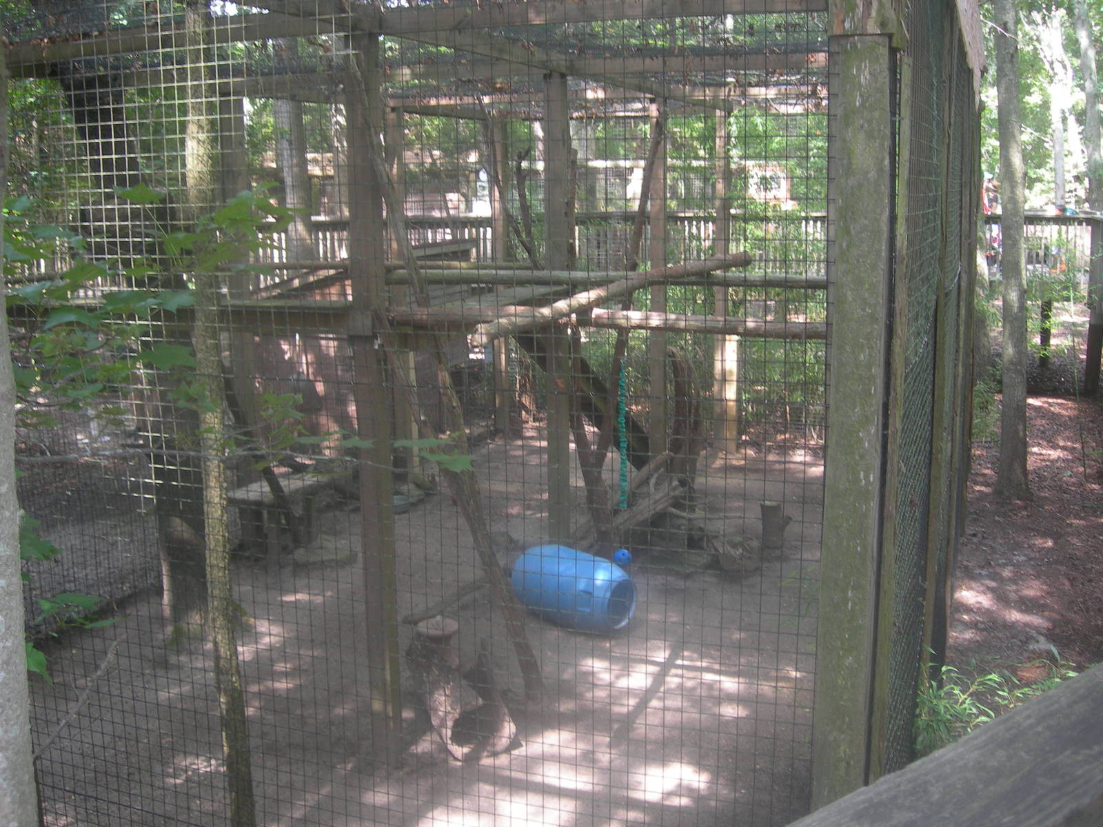 Ocelot Exhibit
