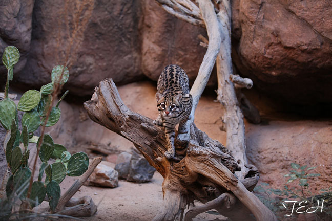 ocelot exhibit
