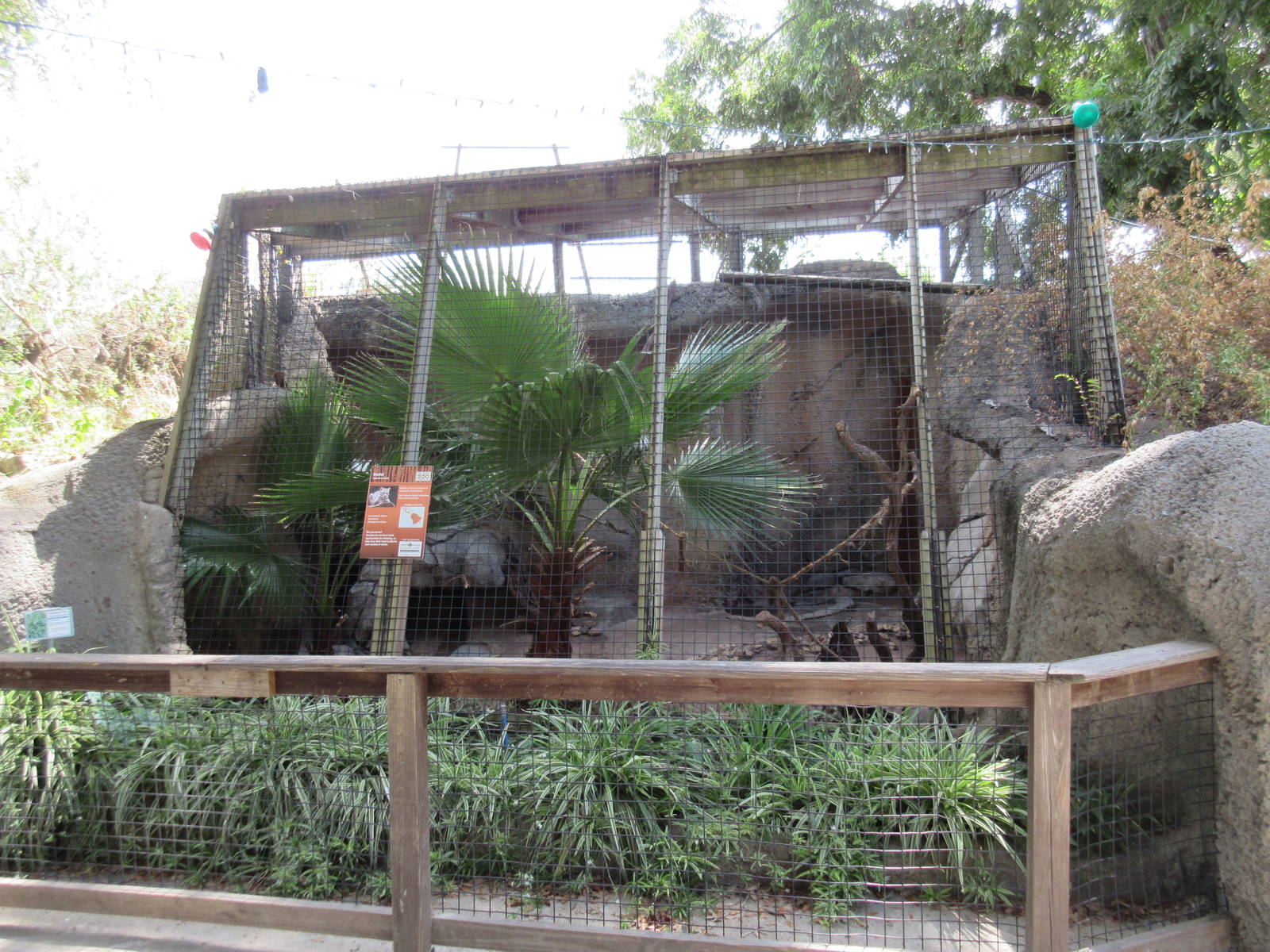 Ocelot Exhibit