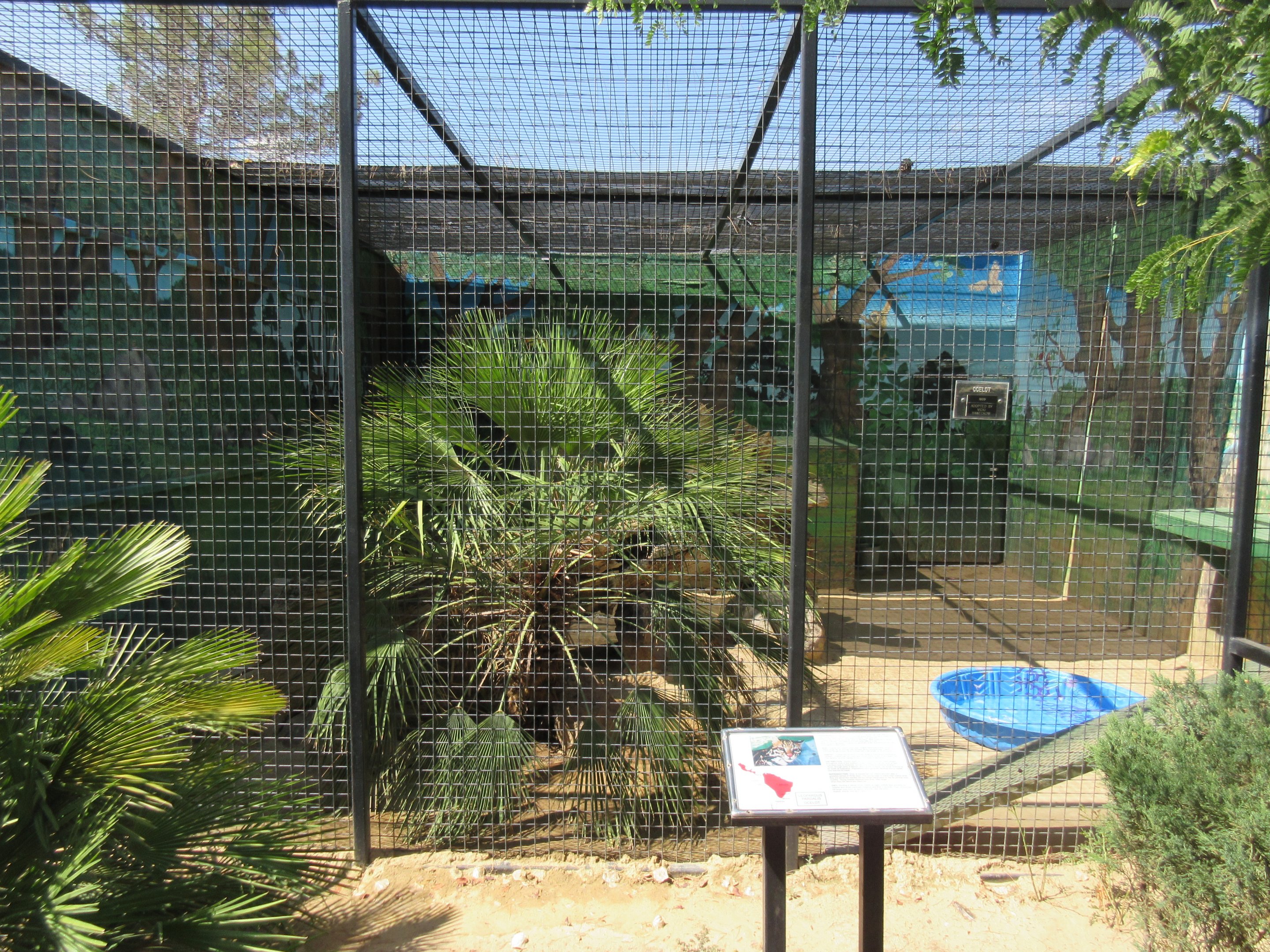 Ocelot Exhibit