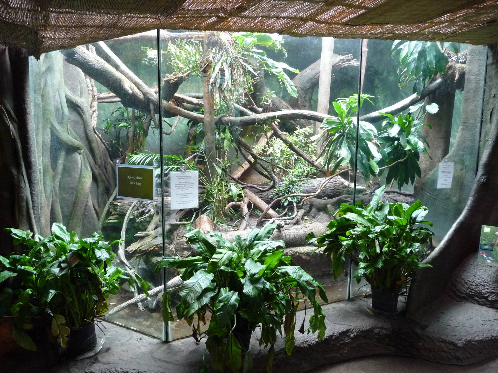 Ocelot Exhibit