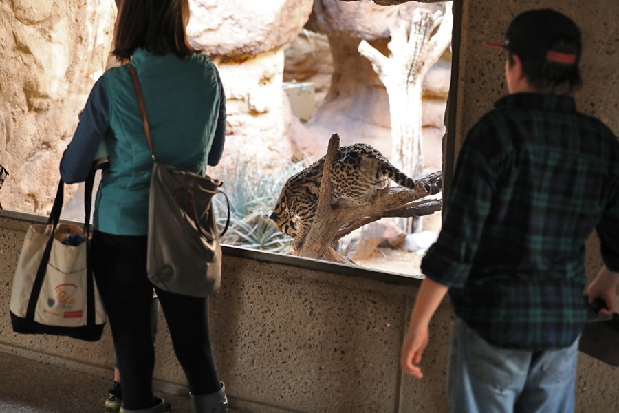 ocelot exhibit