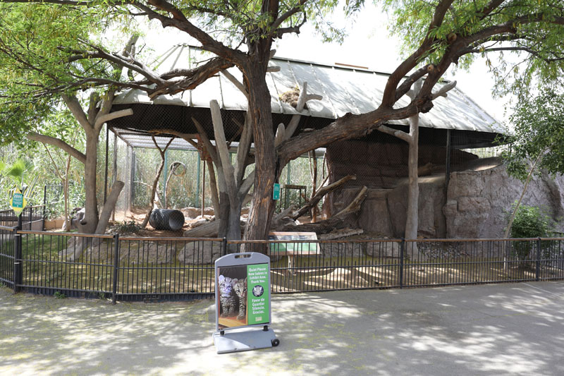 ocelot exhibit