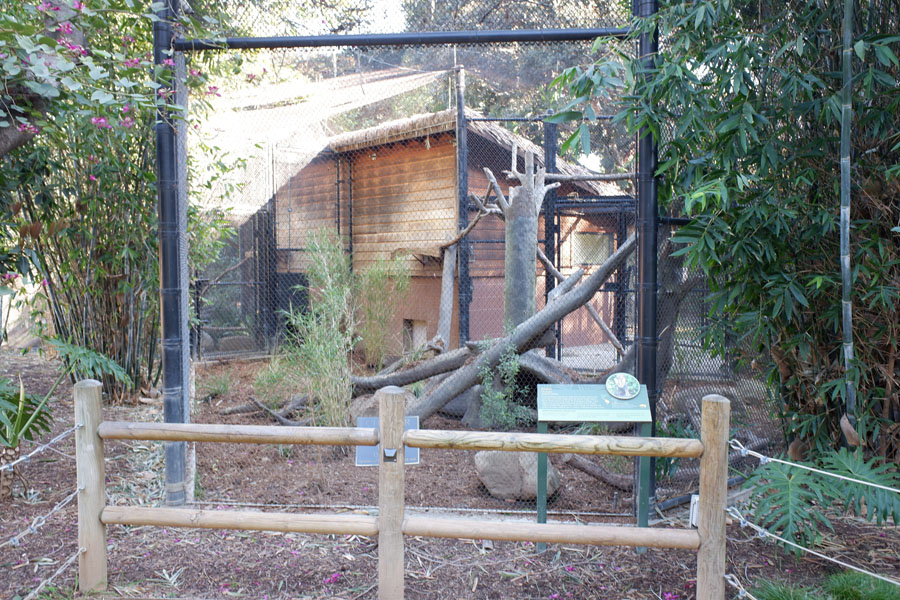 ocelot exhibit