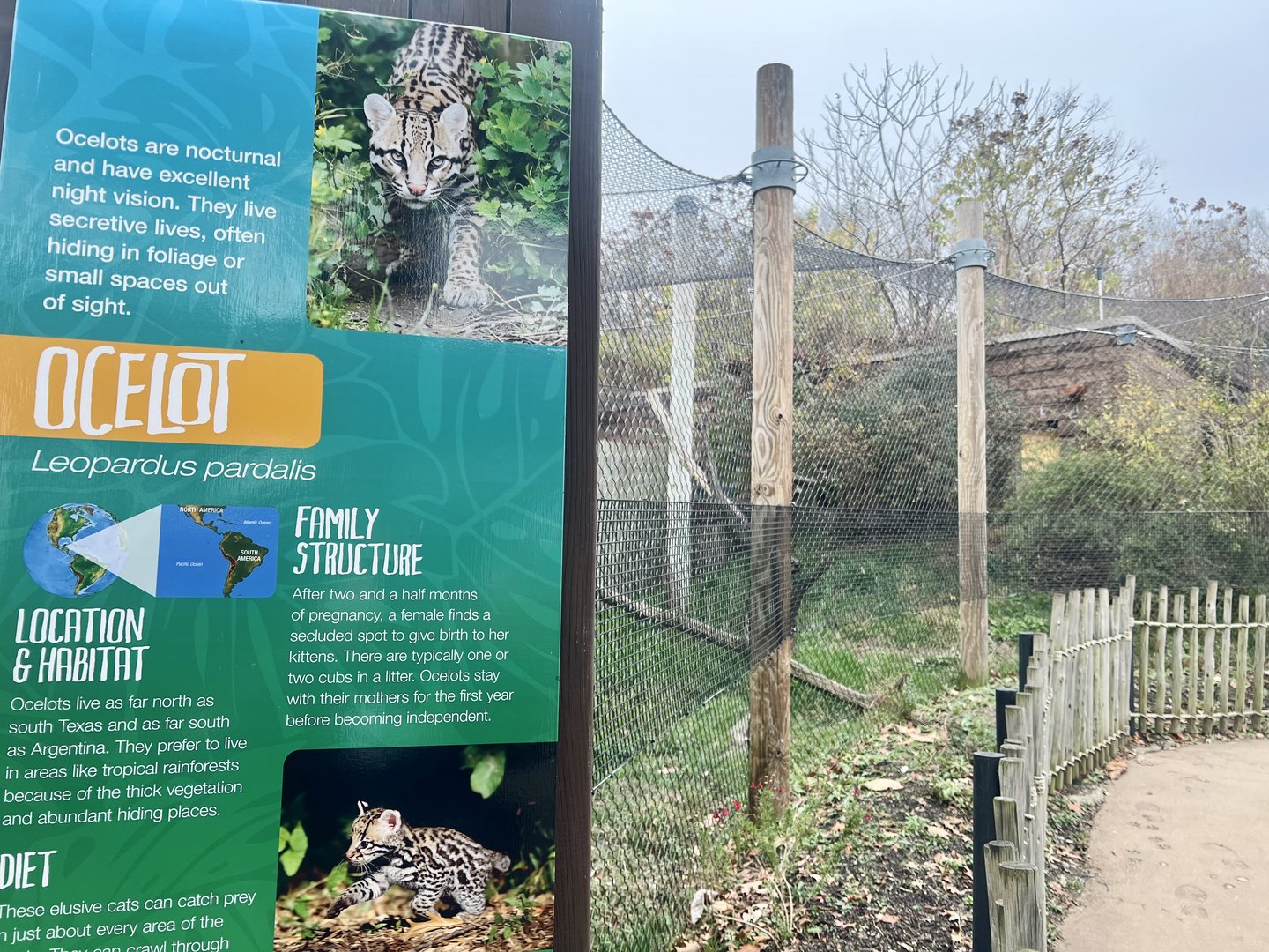 Ocelot Exhibit