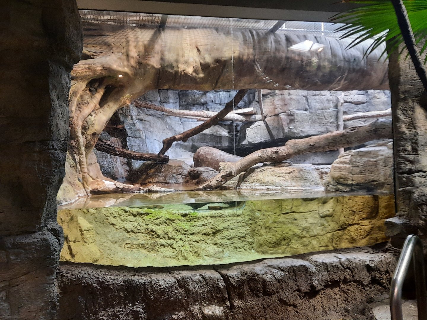 Ocelot Exhibit