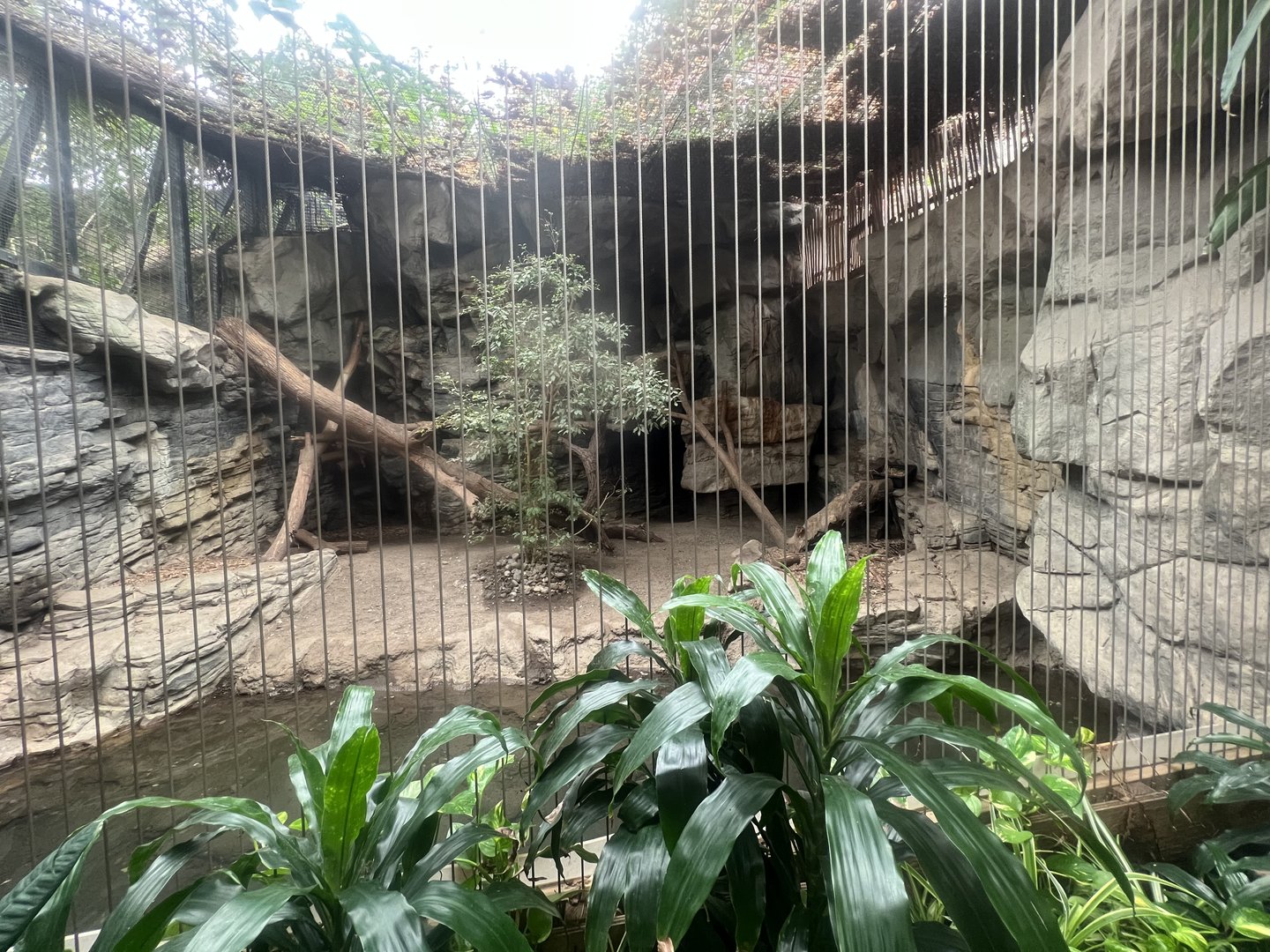 Ocelot Exhibit