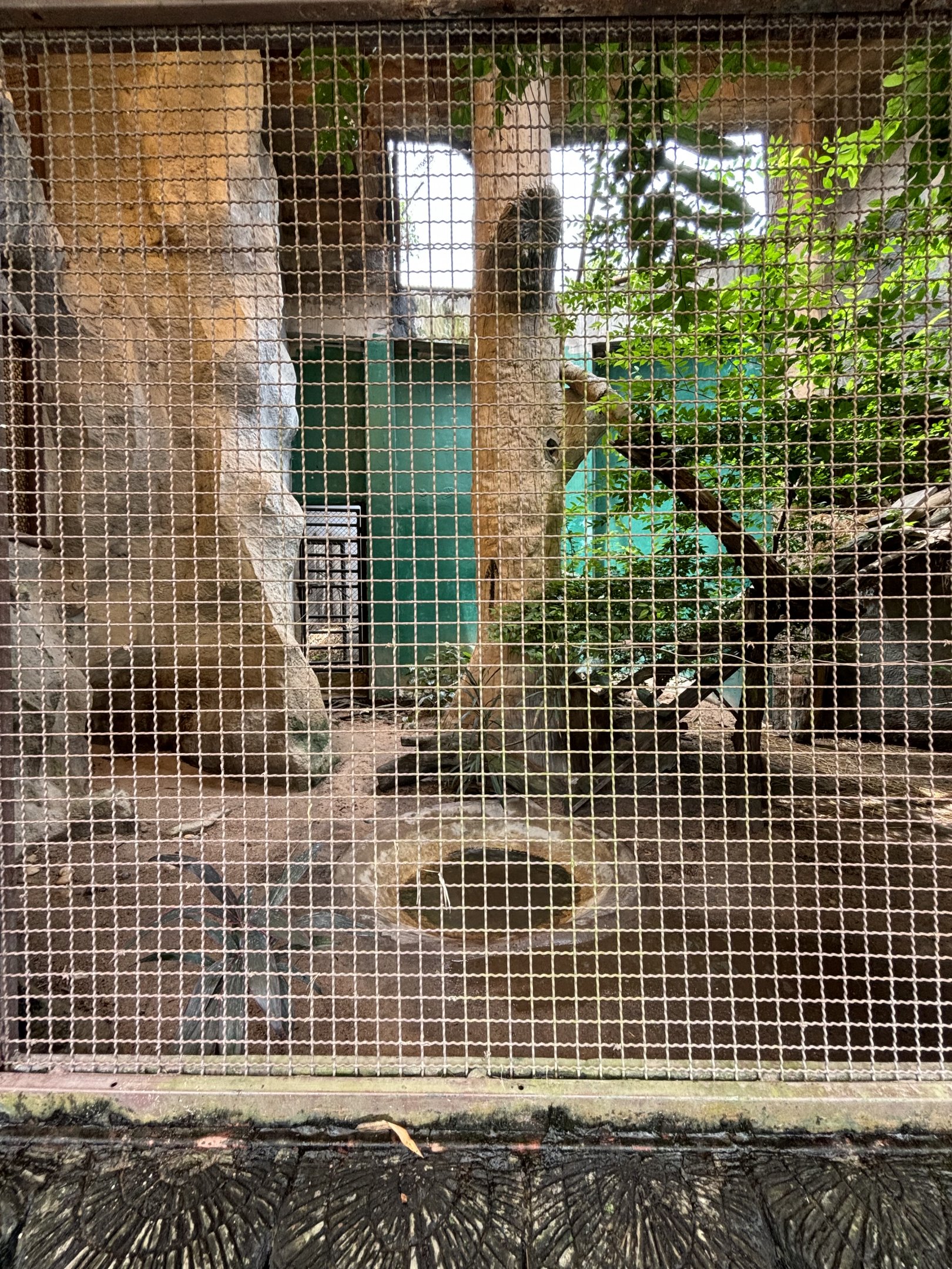 Ocelot Exhibit