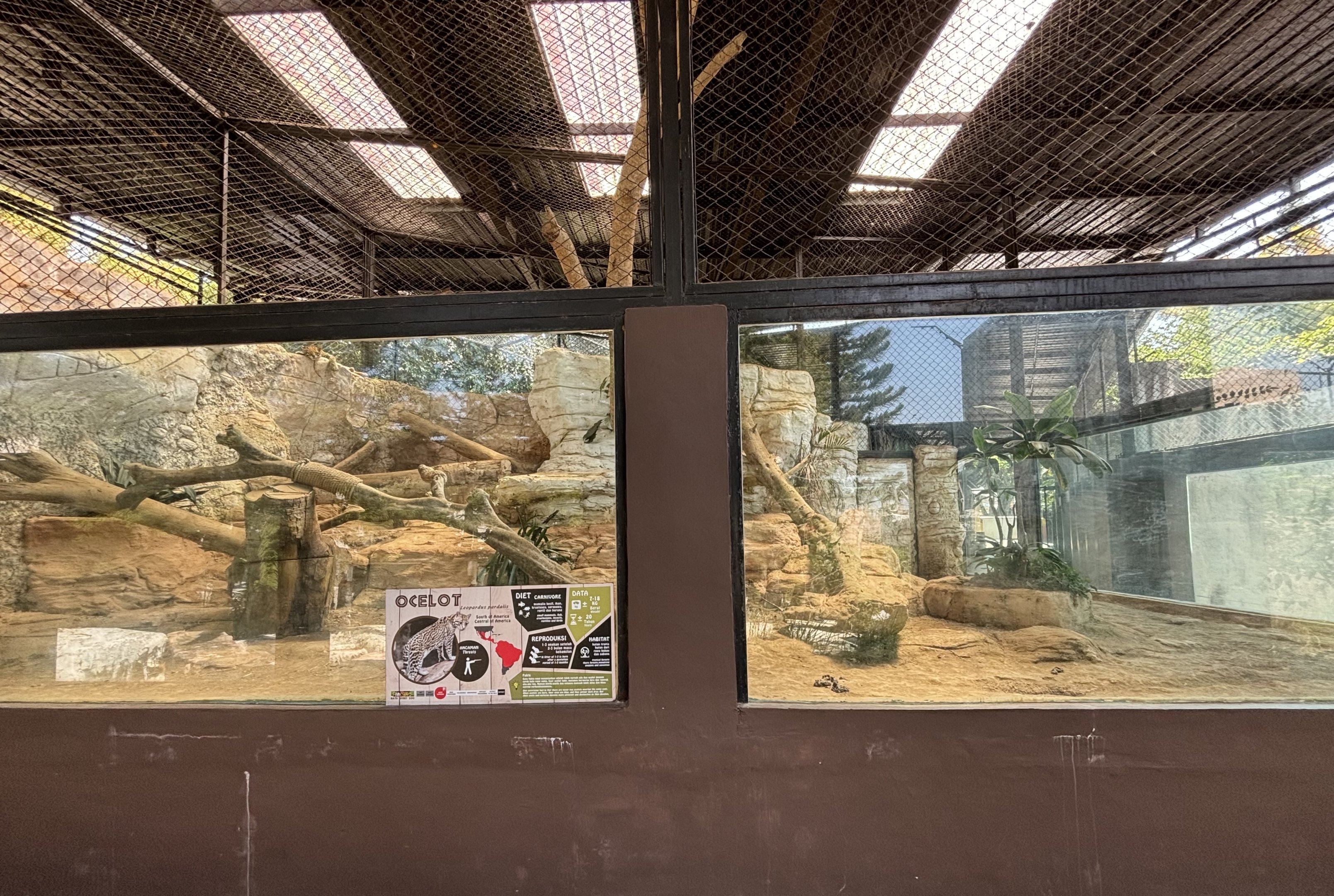 Ocelot Exhibit