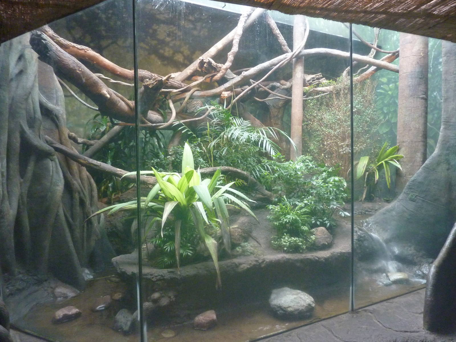 Ocelot Exhibit