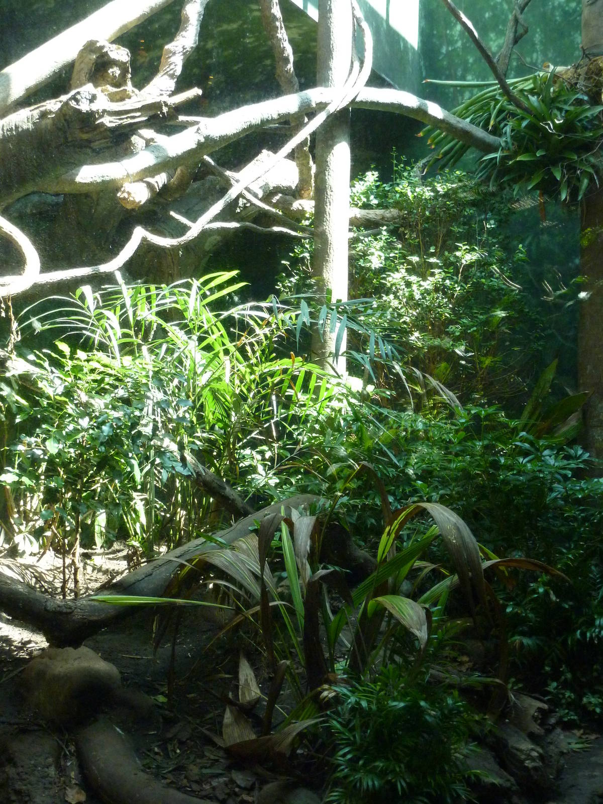 Ocelot Exhibit