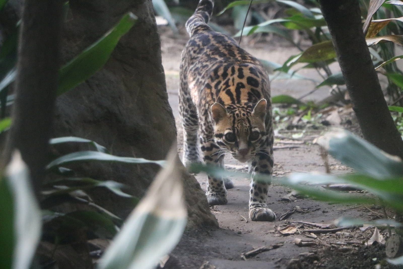 Ocelot, February 2016