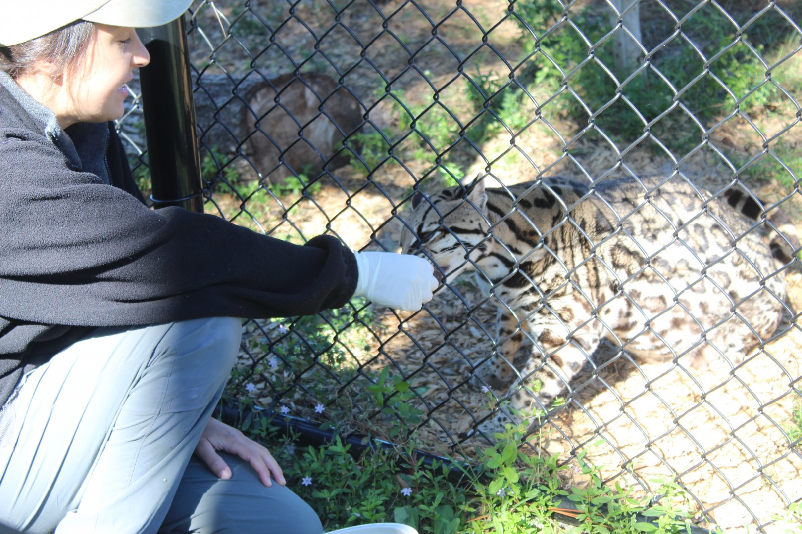 Ocelot Feeding