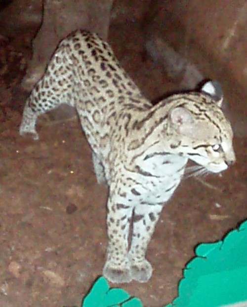 Ocelot (Felis (Leopardus) pardalis)