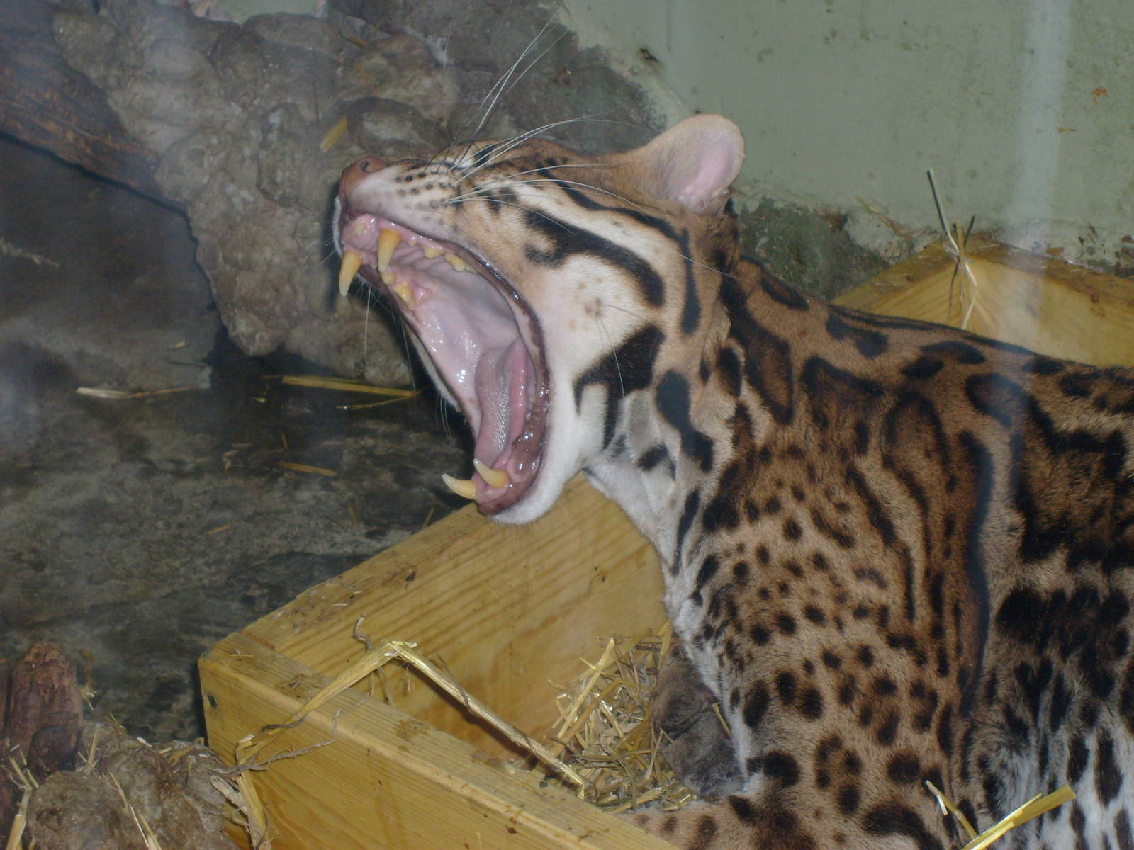 Ocelot/Felis pardalis