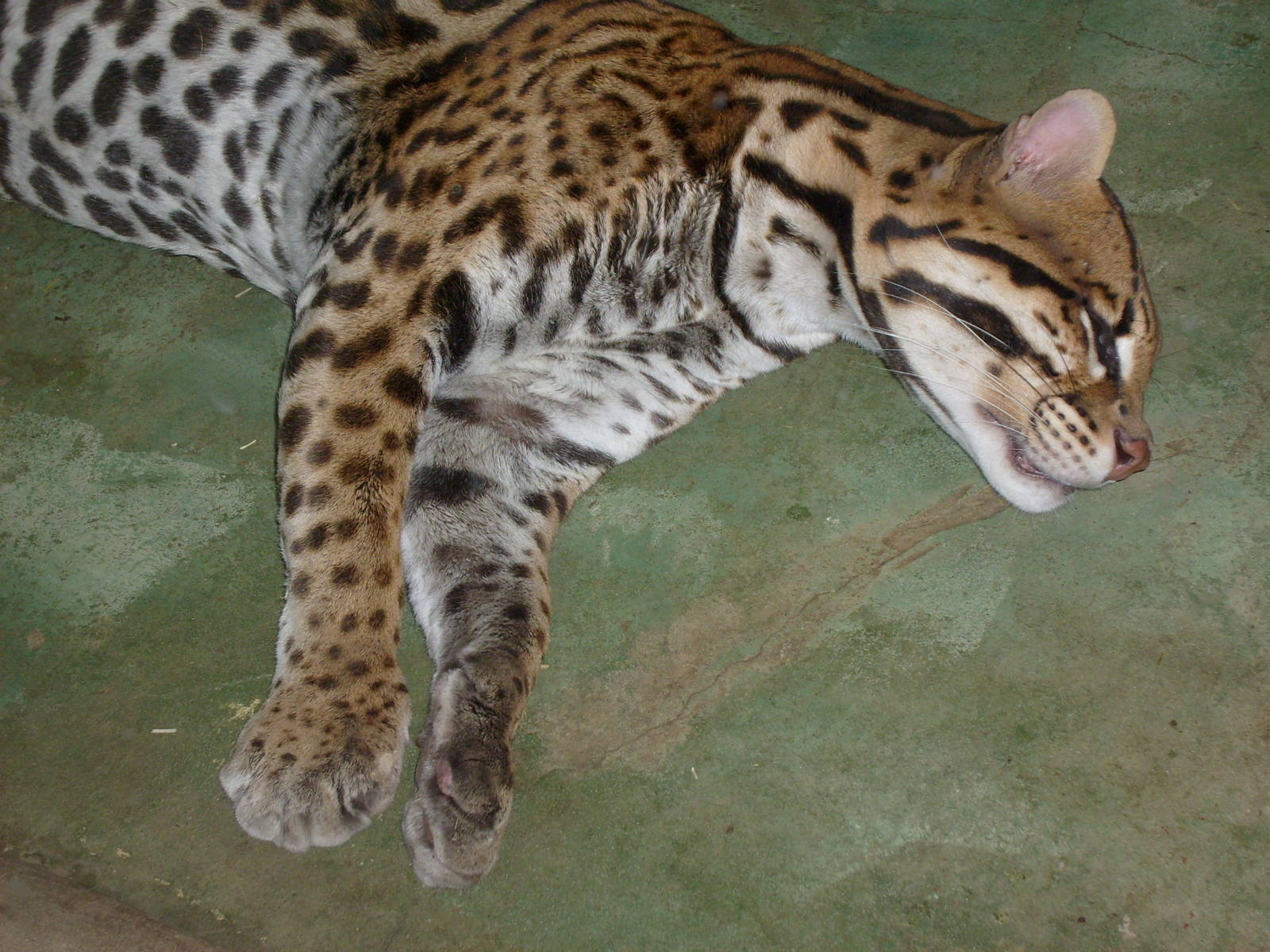 Ocelot/Felis pardalis