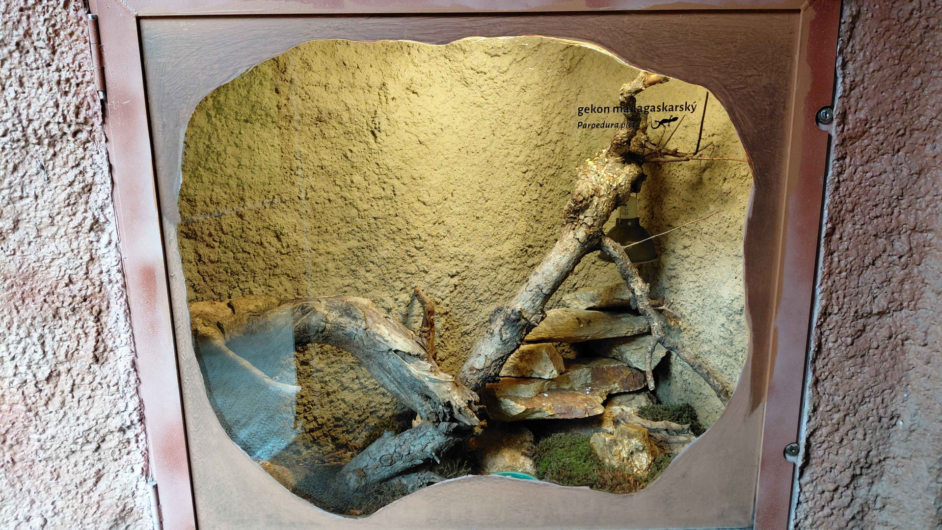 Ocelot gecko exhibit