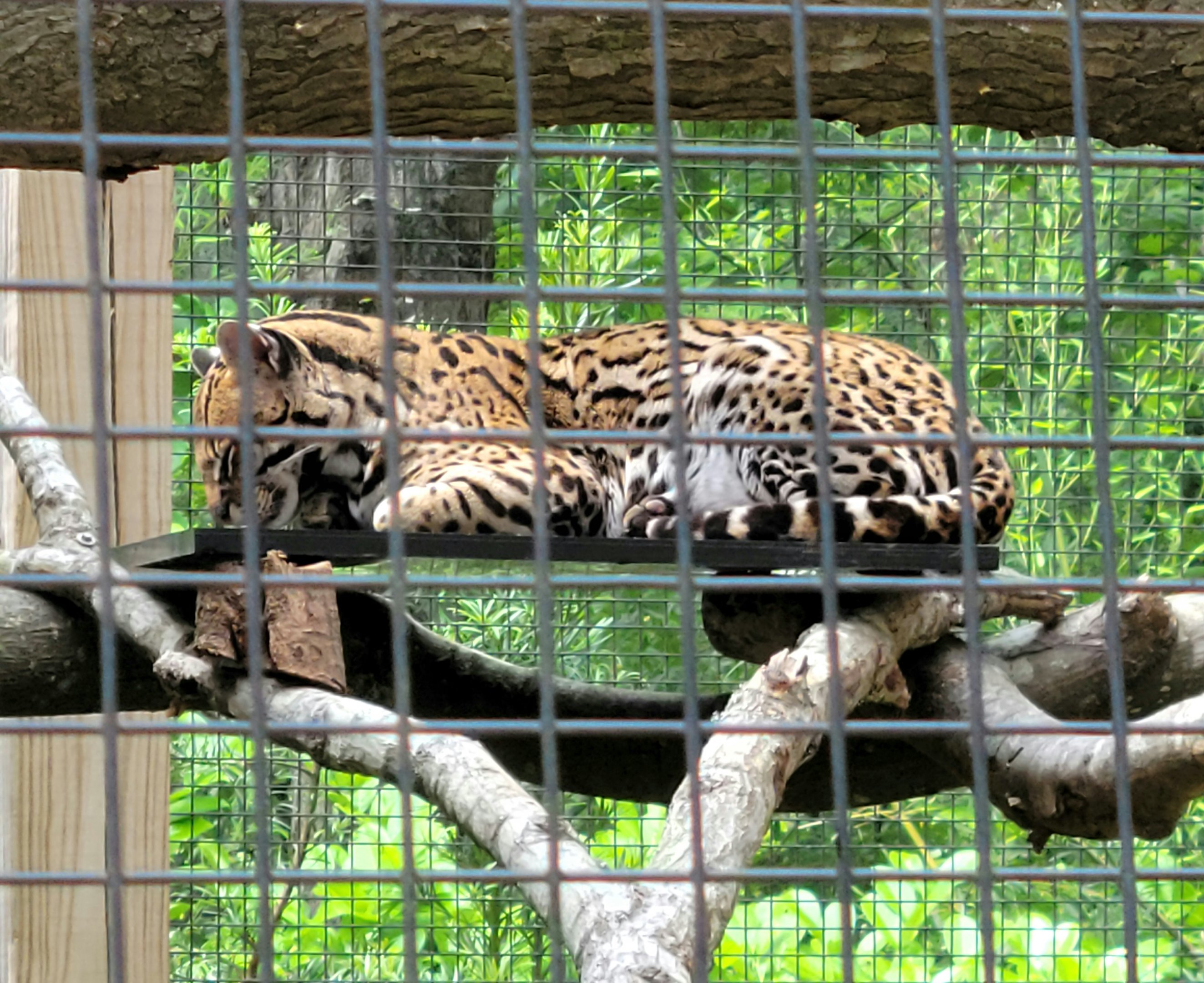 Ocelot  - Greenville Zoo