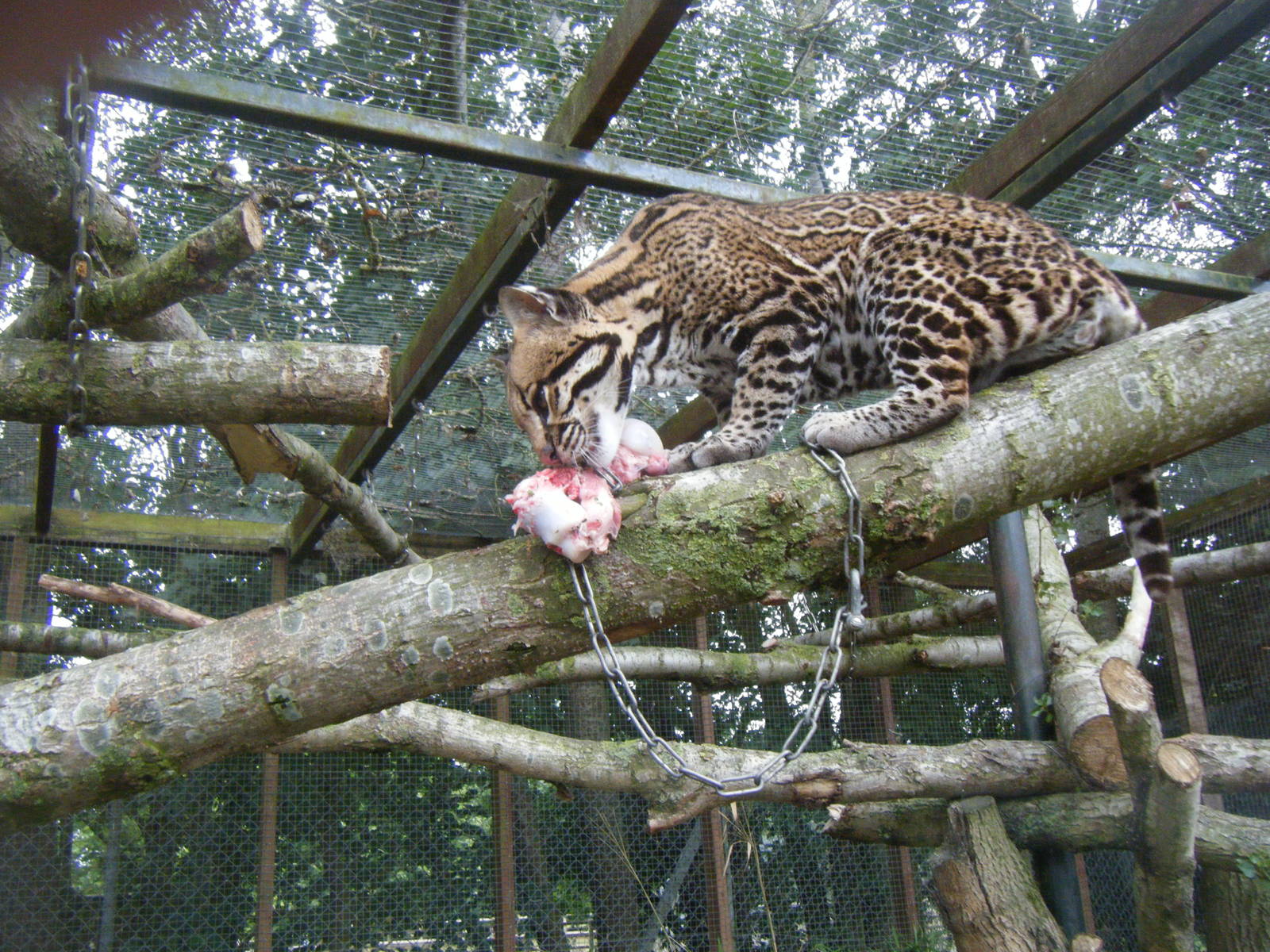 Ocelot having dinner.