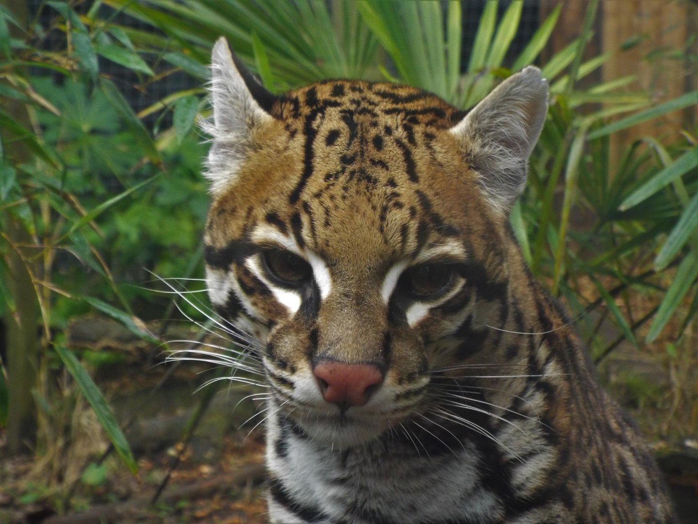 Ocelot, Hemsley Conservation Centre