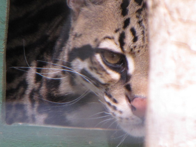 Ocelot Hiding In Sleeping Quarters
