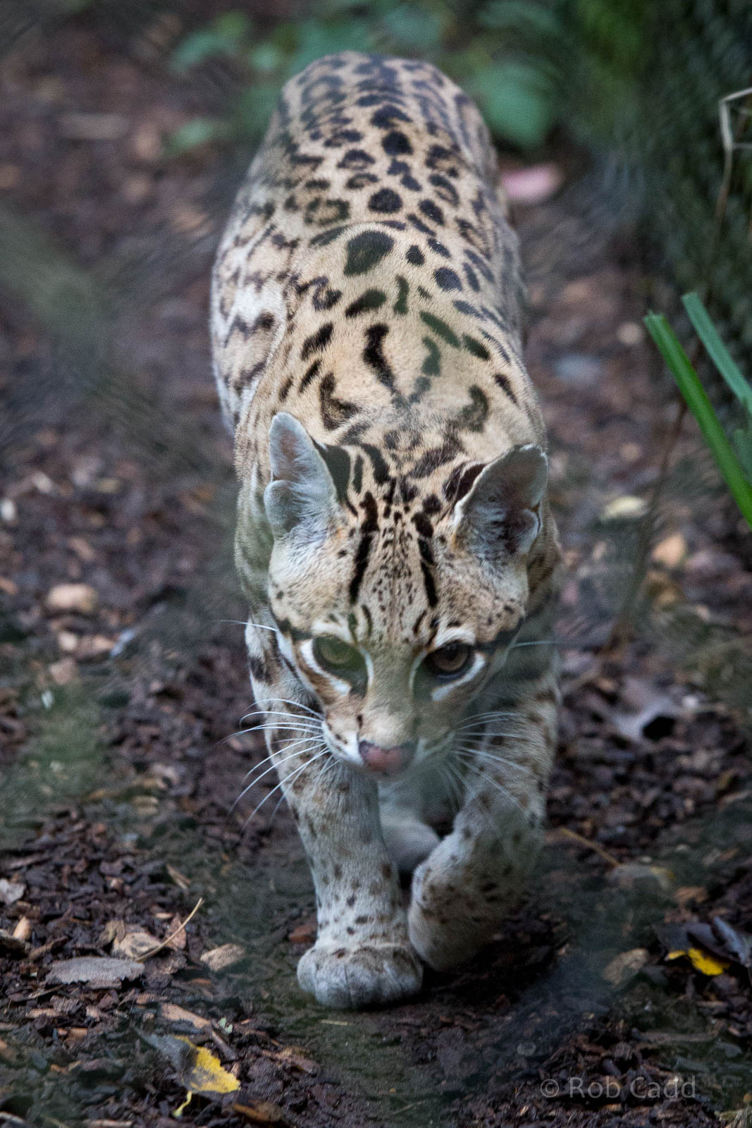 Ocelot : Howletts : 14 Oct 2014