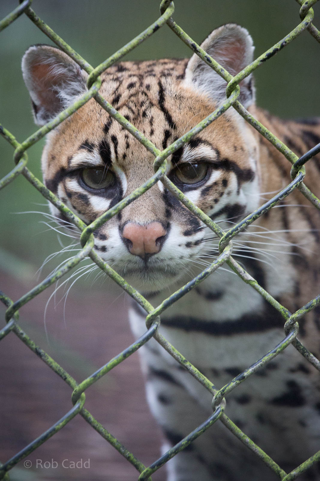 Ocelot : Howletts : 14 Oct 2014
