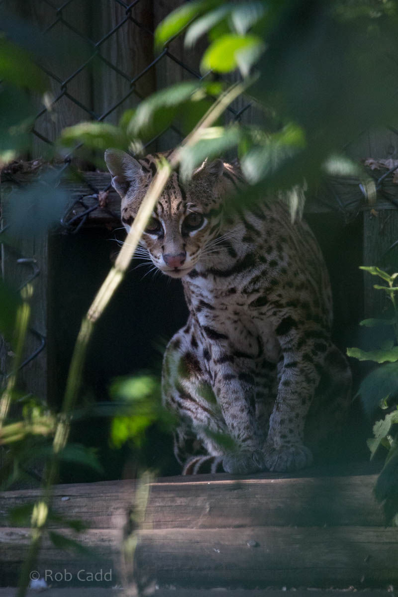 Ocelot : Howletts : 28 Aug 2015