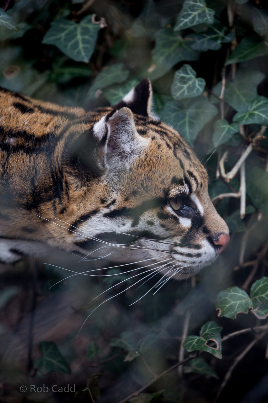 Ocelot : Howletts : 30 Mar 2015